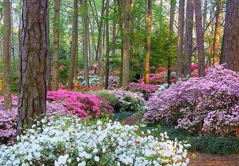 The Lodge And Spa At Callaway Gardens Pine Mountain  Extérieur photo